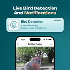 Solar Smart Bird Feeder with HD Camera
