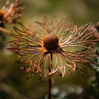 Havepind i jern med rustpatina og blomstermotiv