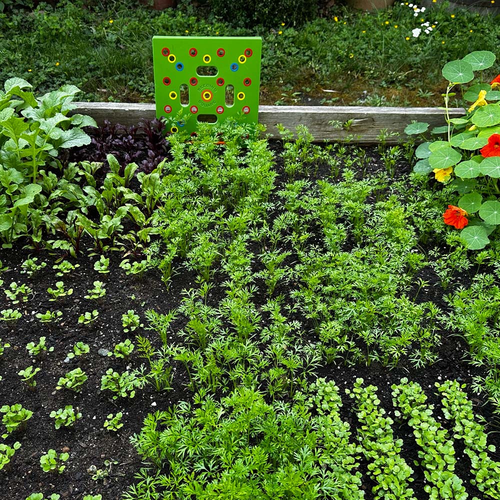 Plantilla de jardín PlantPro para espaciar semillas con precisión