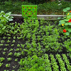 Plantilla de jardín PlantPro para espaciar semillas con precisión
