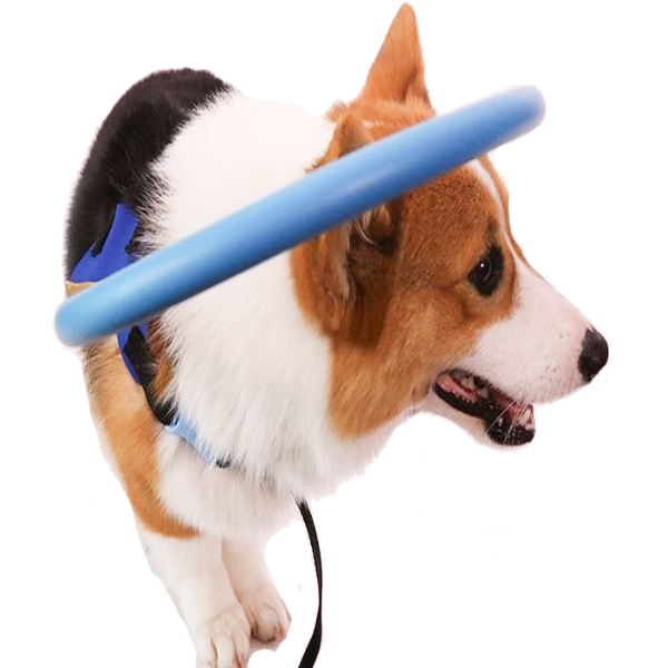 Harnais pour chien avec anneau de protection rembourré