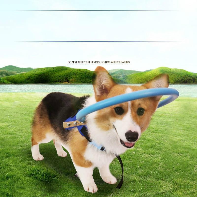 Harnais pour chien avec anneau de protection rembourré