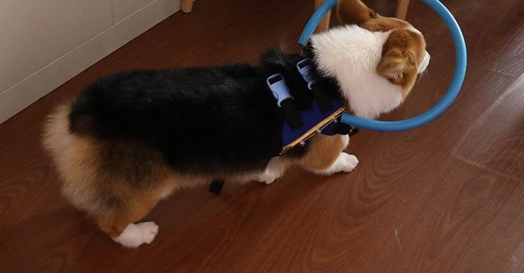 Harnais pour chien avec anneau de protection rembourré