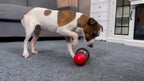 Interactive Dog Treat Dispenser Toy